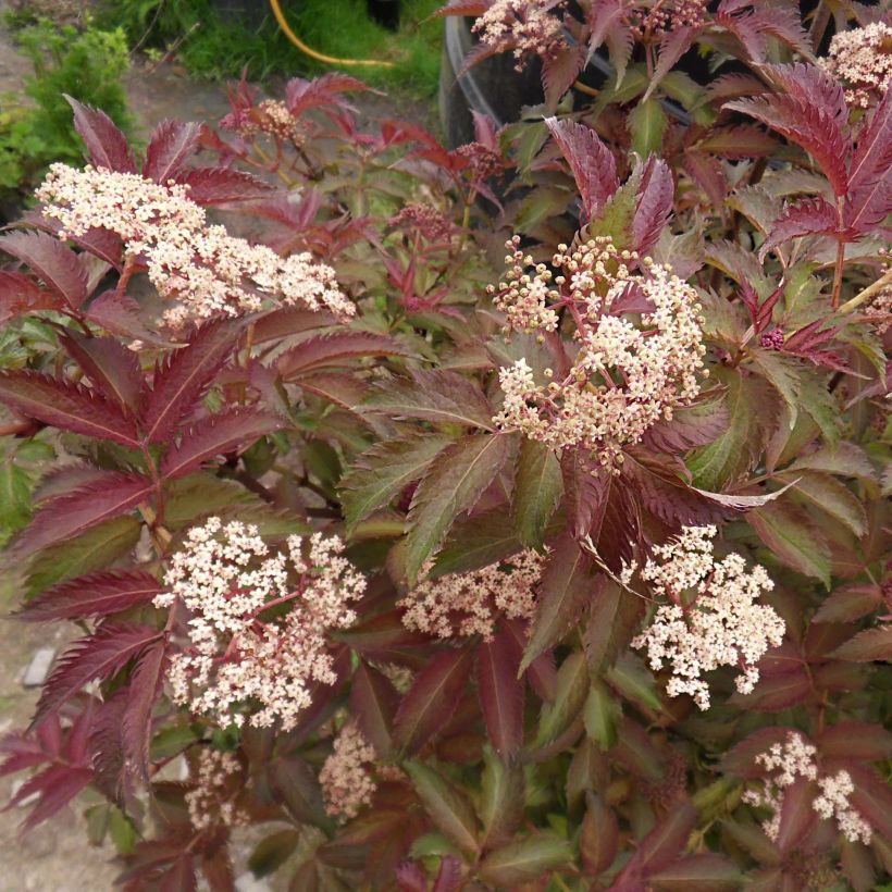 Sambucus nigra Serenade - Black Elder (Flowering)