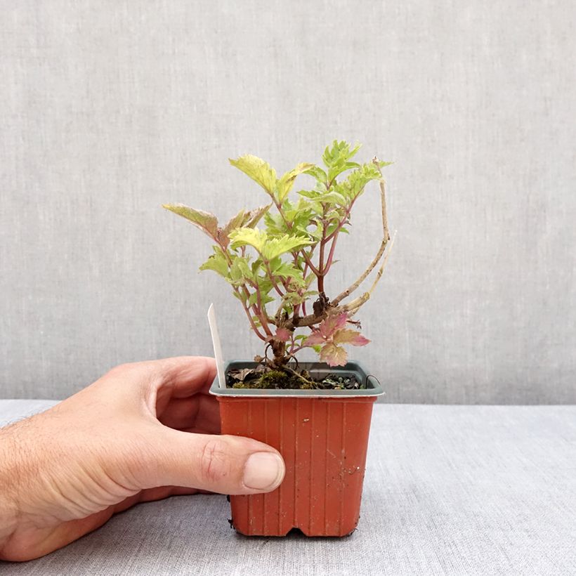 Sambucus nigra Serenade - Black Elder 8/9 cm pot sample as delivered in spring