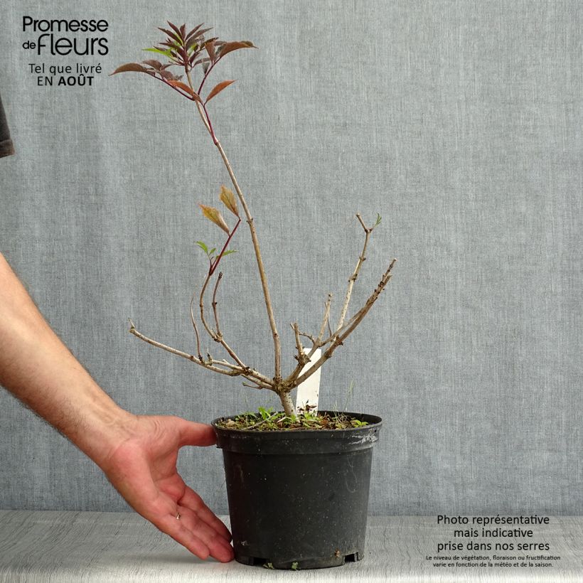 Sambucus nigra Thundercloud - Black Elder 3L/4L pot sample as delivered in summer