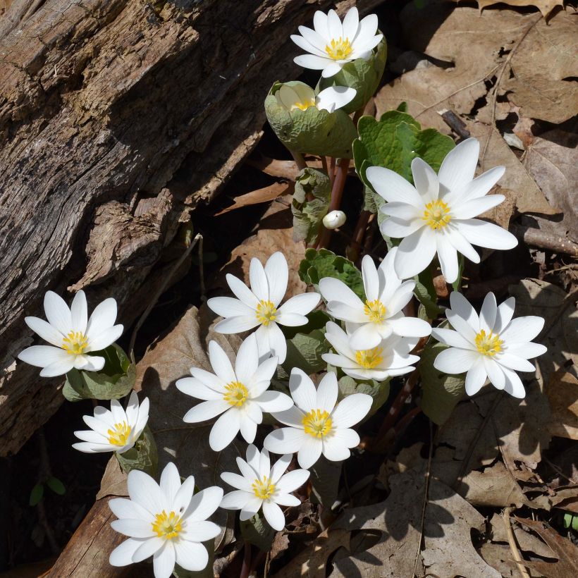 Sanguinaria canadensis (Plant habit)