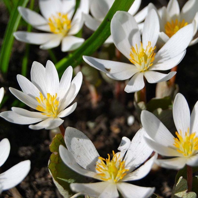 Sanguinaria canadensis  (Flowering)