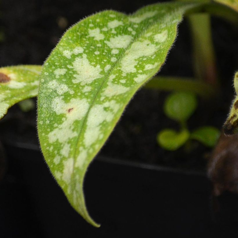 Sanguisorba officinalis Chocolate Tip (Foliage)