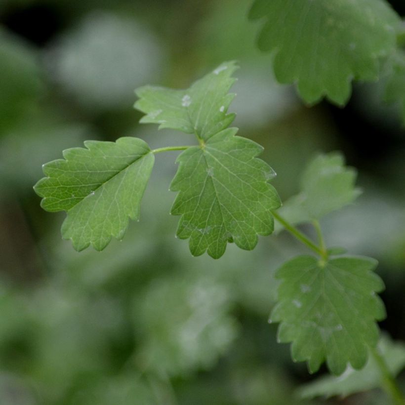 Sanguisorba minor (Foliage)