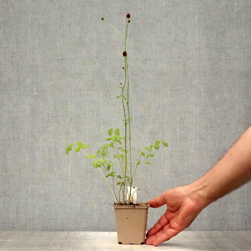 Sanguisorba officinalis Morning Select 8/9 cm pot sample as delivered in summer