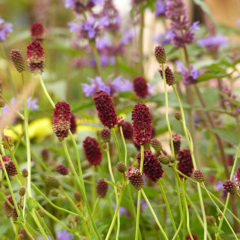 Sanguisorba officinalis Red Thunder (Flowering)