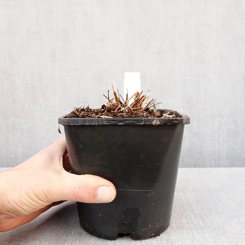 Sanguisorba hakusanensis White Brushes 2L/3L pot sample as delivered in winter