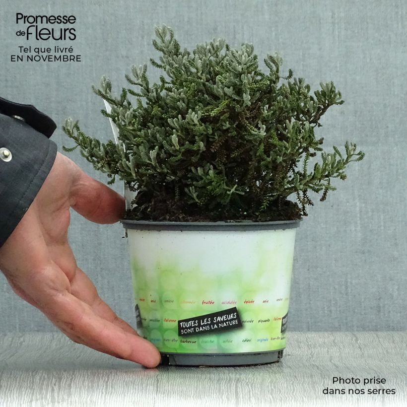 Santolina virens rosmarinifolia 1.5L/2L pot sample as delivered in autumn