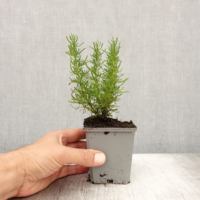 Santolina virens rosmarinifolia 8/9 cm pot sample as delivered in summer
