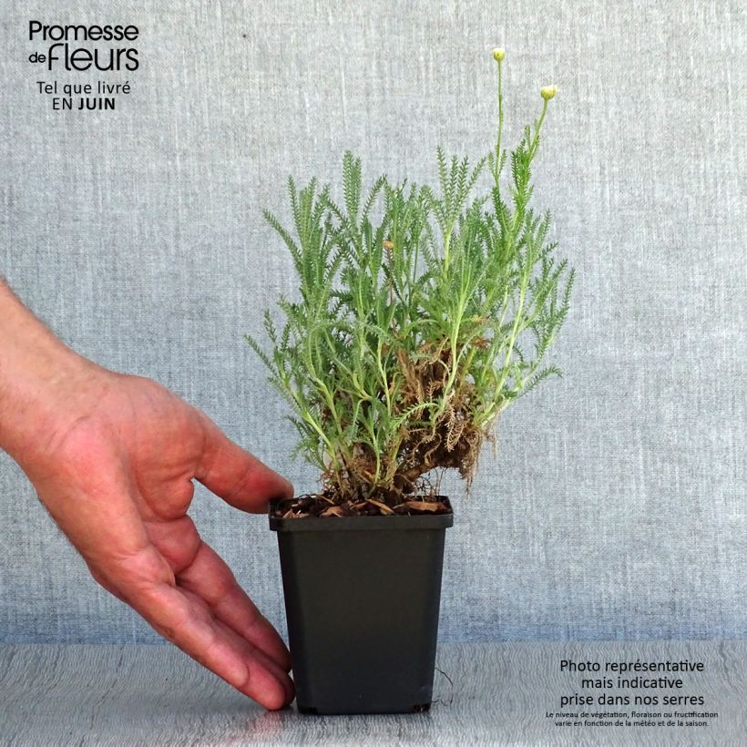Santolina pinnata subsp neapolitana Edward Bowles 8/9 cm pot sample as delivered in summer