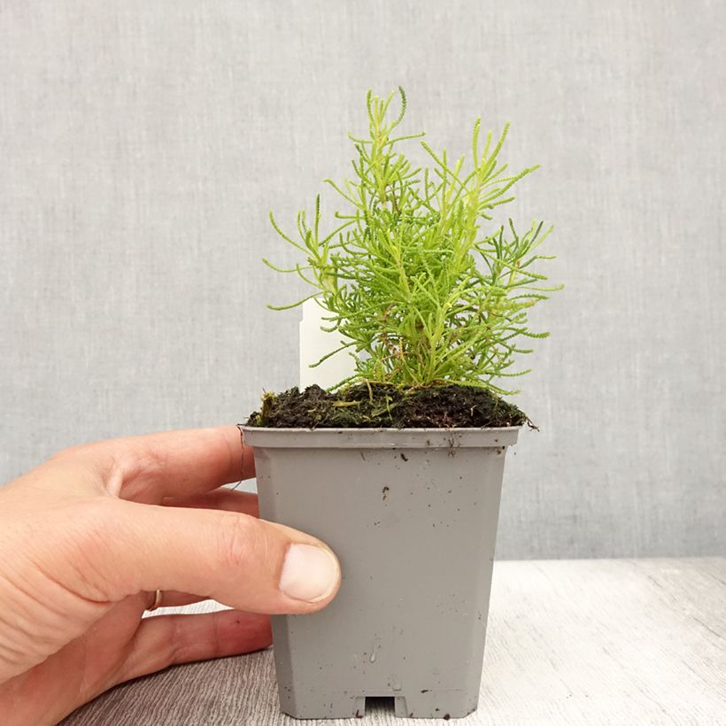 Santolina rosmarinifolia Lemon Fizz 8/9 cm pot sample as delivered in summer