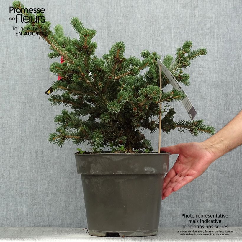 Picea pungens Lucky Strike - Blue Spruce 3L/4L pot sample as delivered in summer