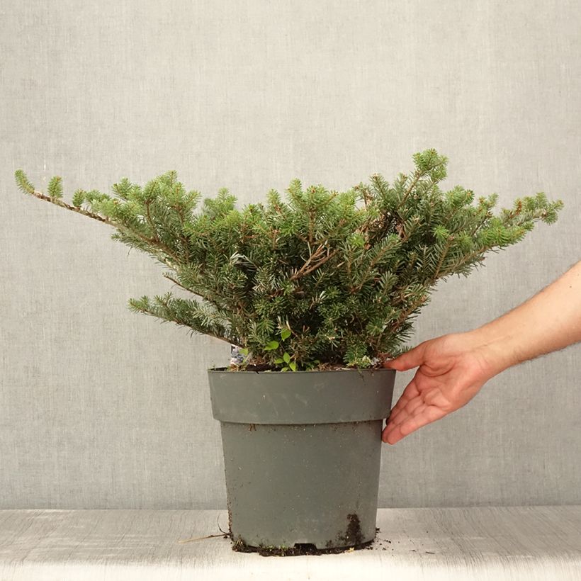 Abies koreana Green Carpet - Korean Fir 3L/4L pot sample as delivered in summer