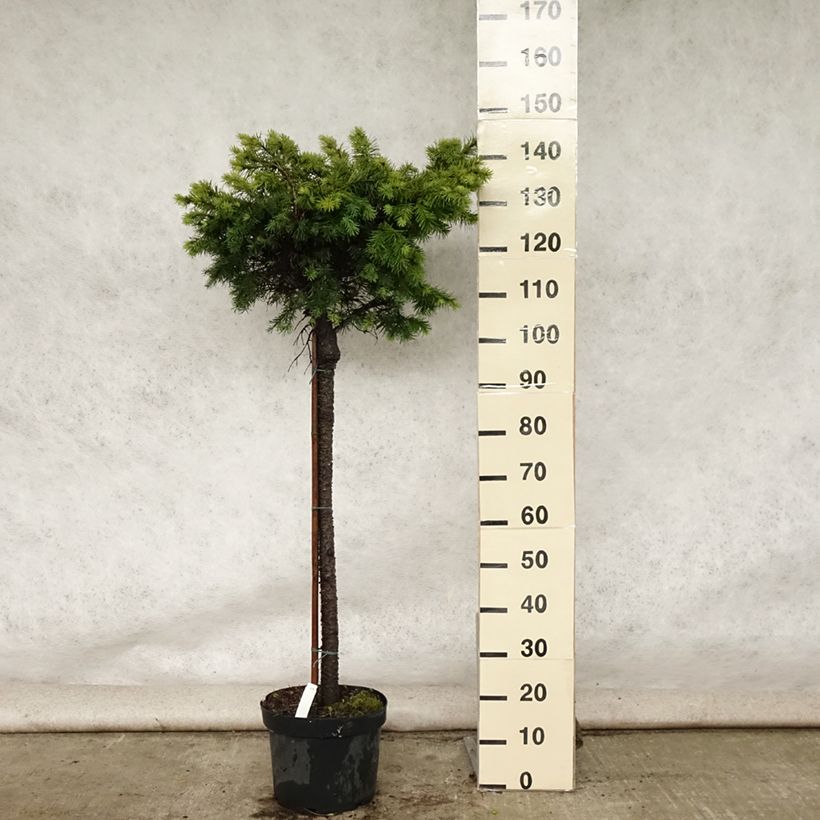 Pseudotsuga menziesii Fletcheri - Douglas Fir 7.5L/10L pot sample as delivered in summer