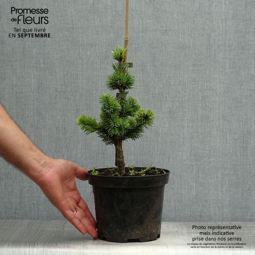 Pseudotsuga menziesii Pannenhoef - Douglas Fir 3L/4L pot sample as delivered in autumn