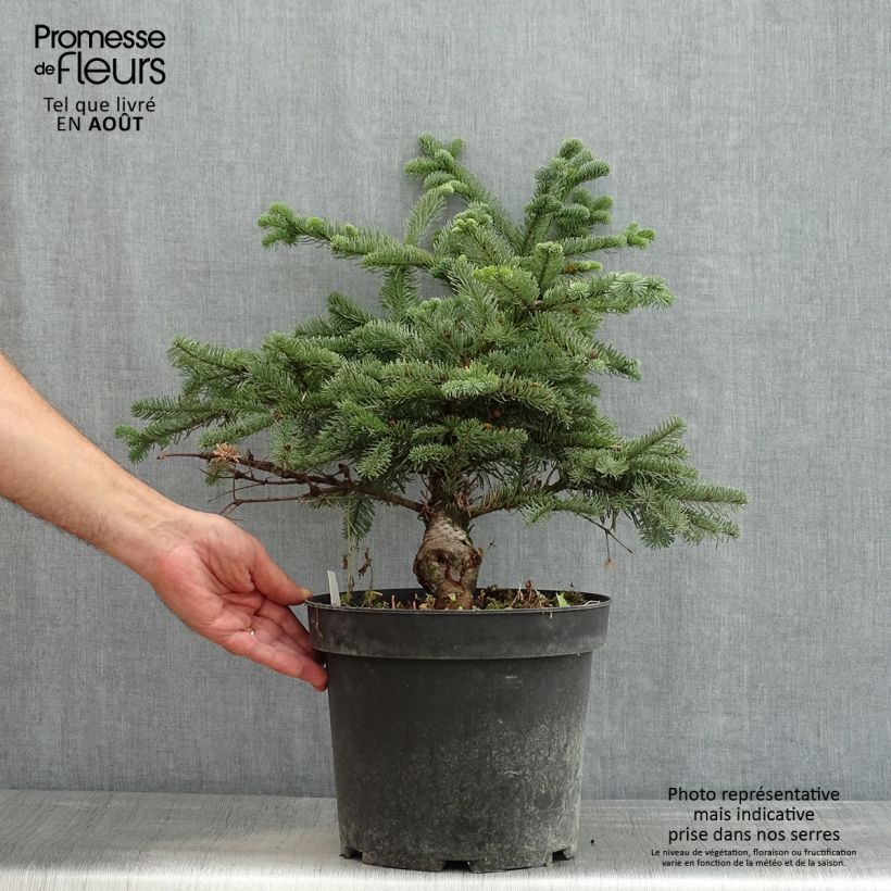 Abies procera Bizzarro - Fir 7.5L/10L pot sample as delivered in summer