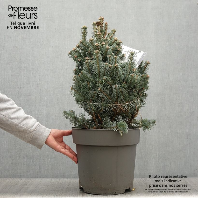 Abies lasiocarpa var. arizonica Compacta - Fir 2L/3L pot sample as delivered in autumn