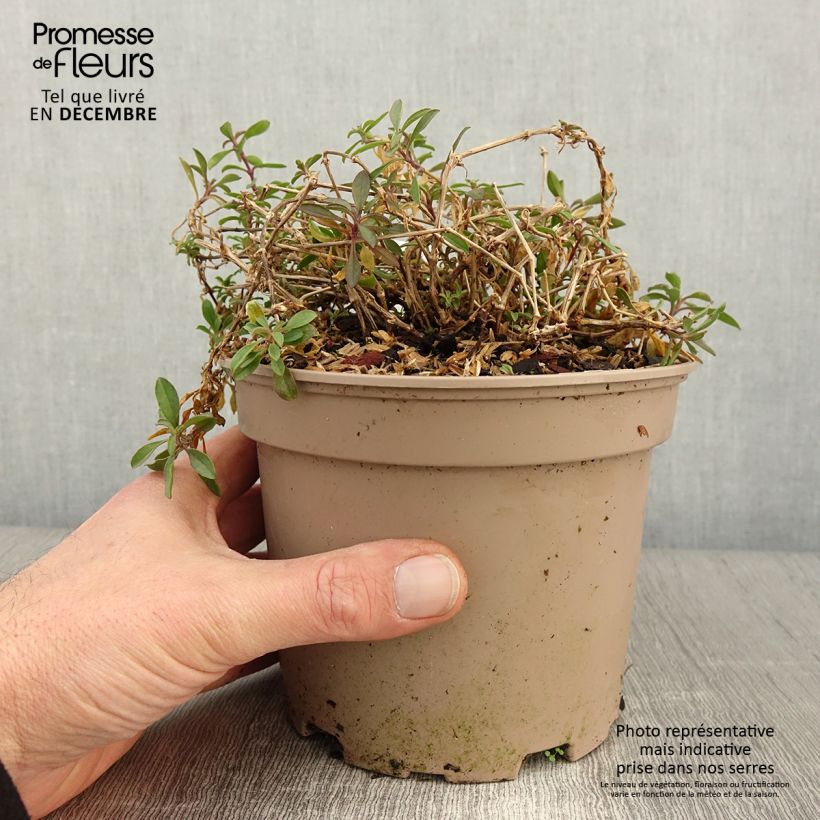 Saponaria ocymoides 2L/3L pot sample as delivered in autumn