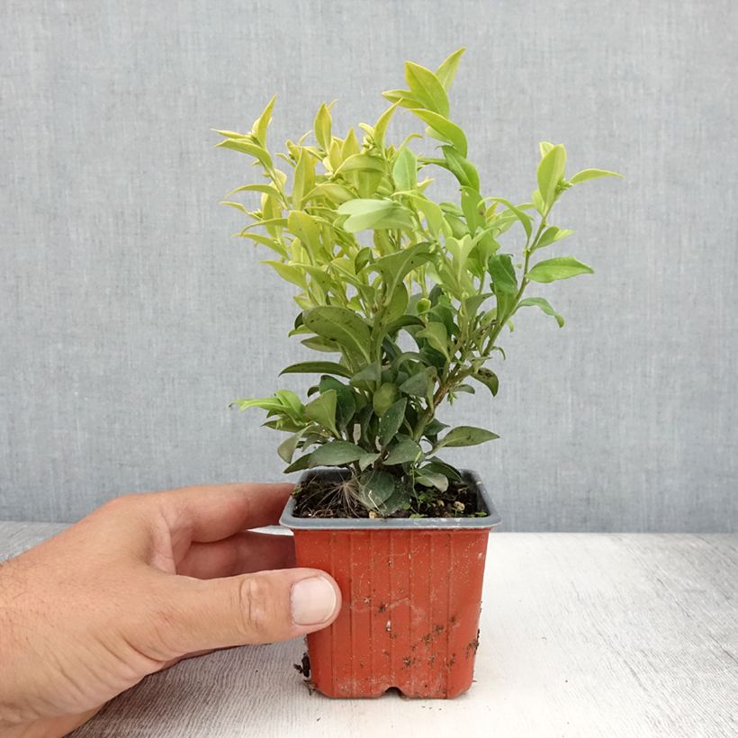 Sarcococca confusa 8/9 cm pot sample as delivered in summer