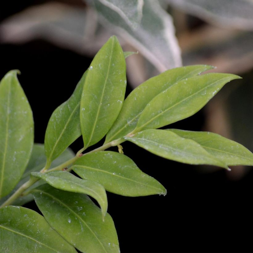 Sarcococca hookeriana (Foliage)