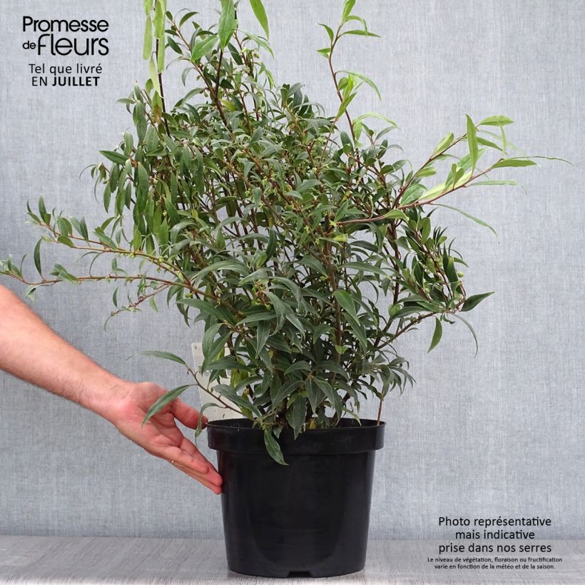 Sarcococca hookeriana var. digyna Purple Stem 7.5L/10L pot sample as delivered in summer