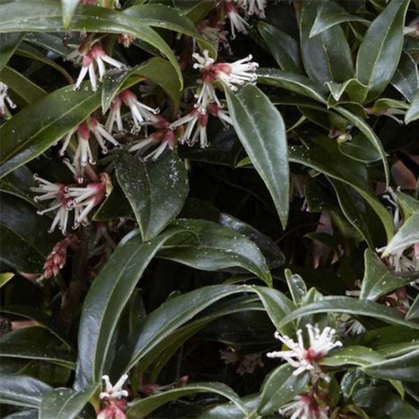 Sarcococca hookeriana Winter Gem (Foliage)