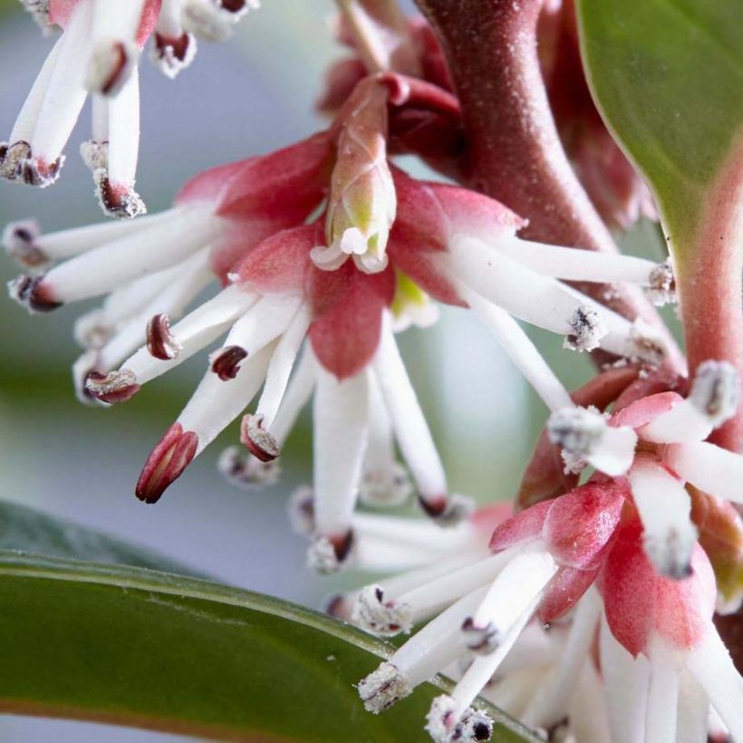 Sarcococca hookeriana Winter Gem (Flowering)