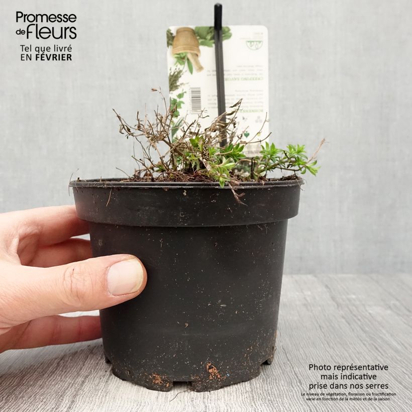 Satureja spicigera  1.5L/2L pot sample as delivered in winter