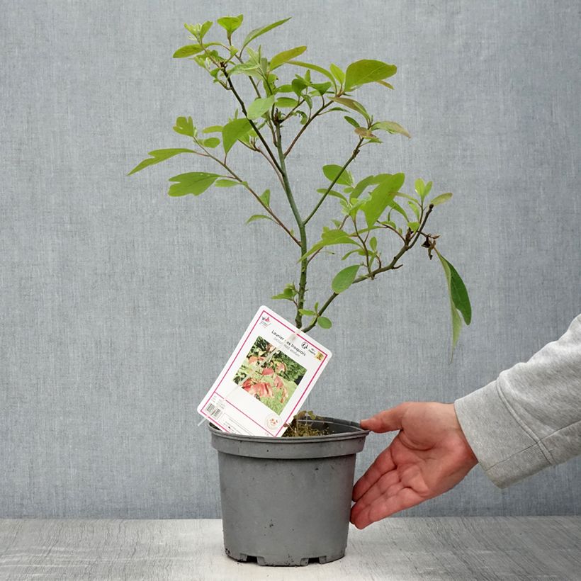 Sassafras albidum 3L/4L pot sample as delivered in summer