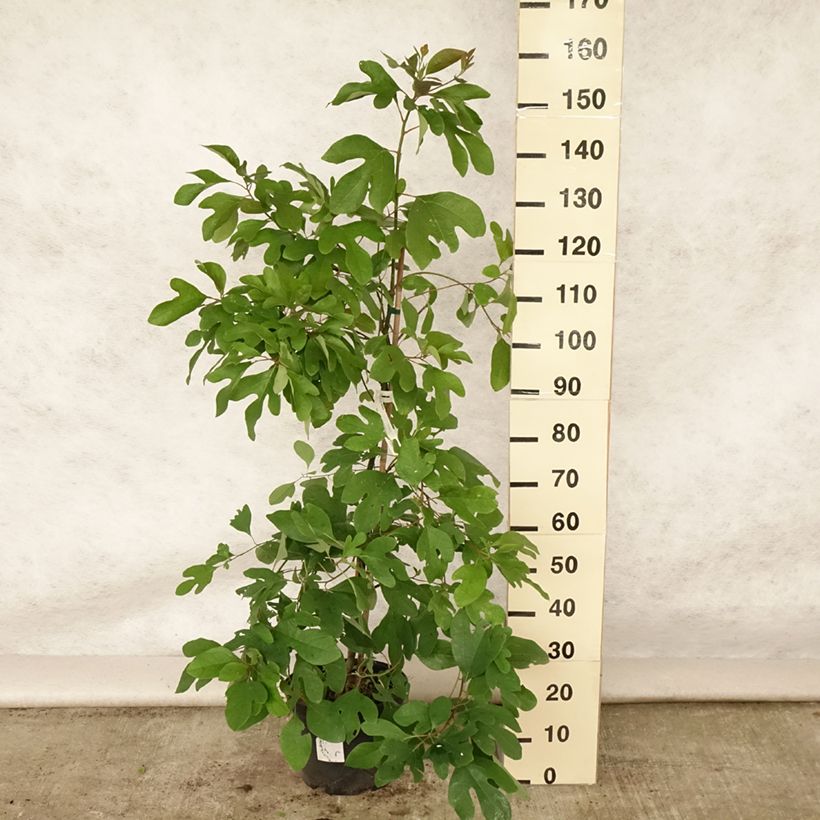 Sassafras albidum 7.5L/10L pot sample as delivered in summer