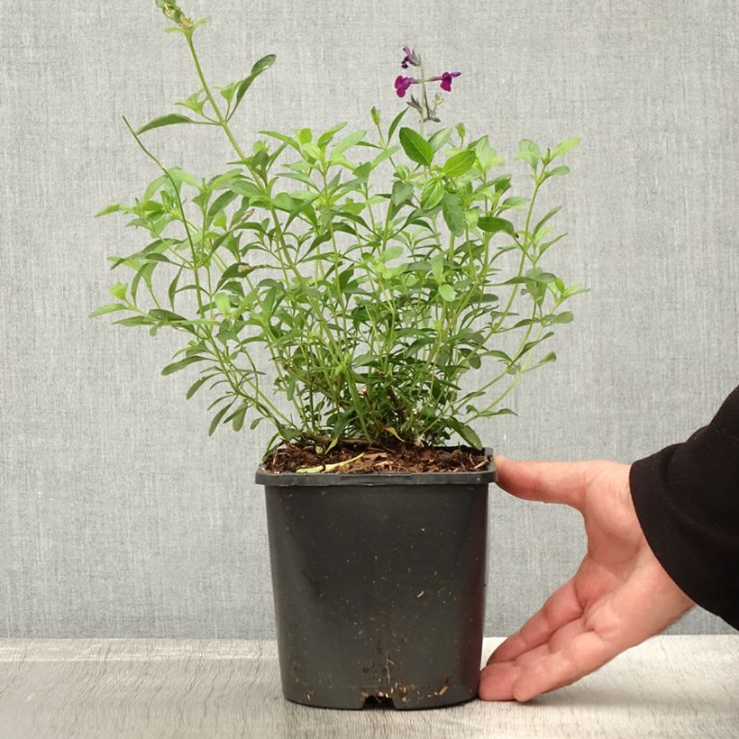 Salvia greggii Amethyst Lips 2L/3L pot sample as delivered in autumn