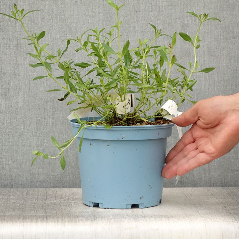 Salvia microphylla Blue Note 2L/3L pot sample as delivered in summer