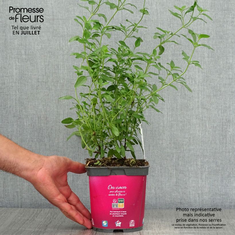 Salvia greggii Icing Sugar 2L/3L pot sample as delivered in summer