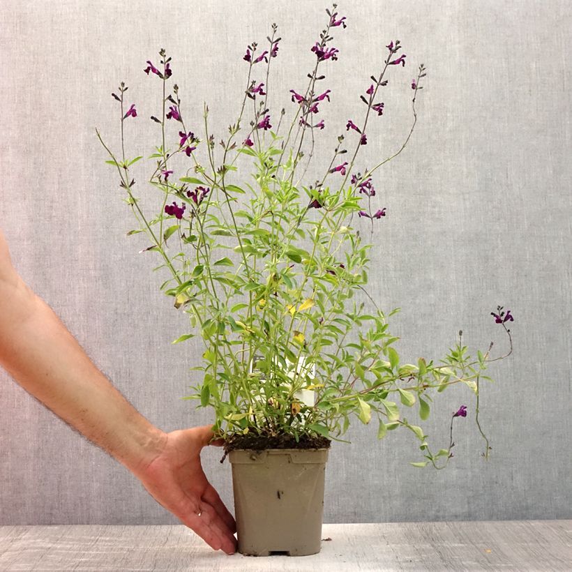 Salvia x microphylla 'Nachtvlinder' (Night Butterfly) 2L/3L pot sample as delivered in summer