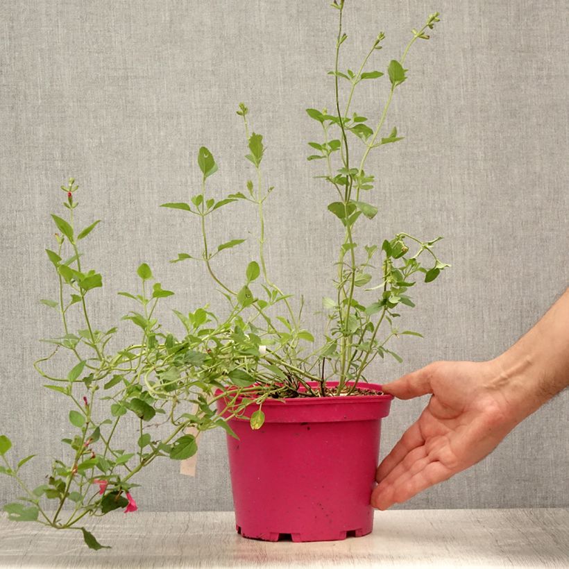 Salvia microphylla Pink Lips 2L/3L pot sample as delivered in summer