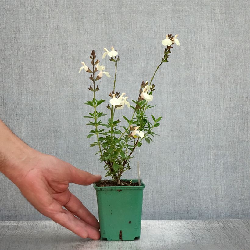 Salvia greggii Mirage Cream 8/9 cm pot sample as delivered in summer