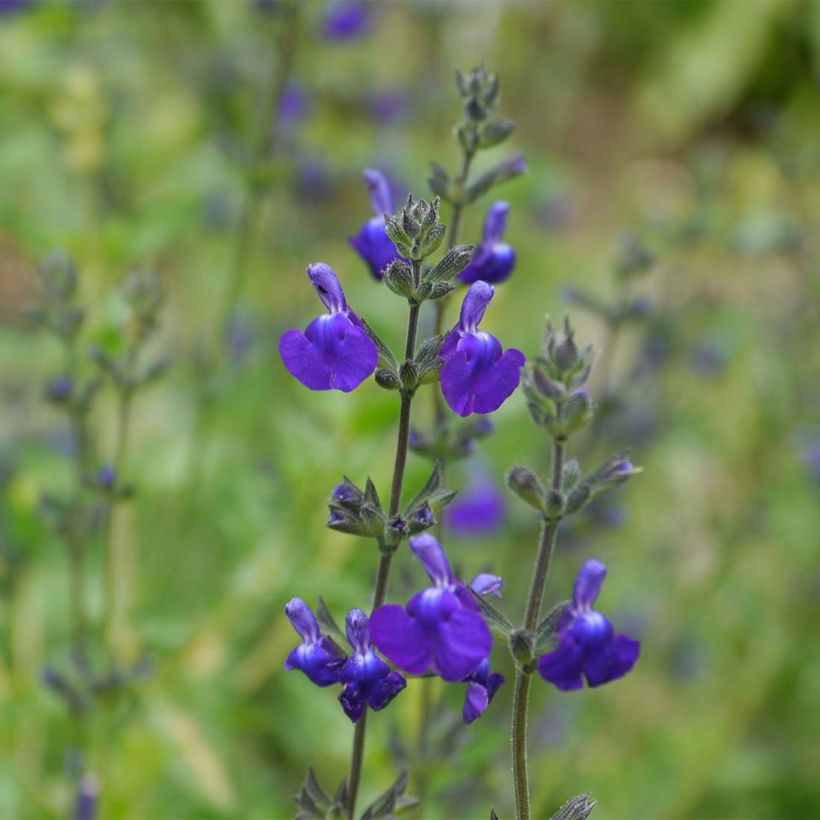 Salvia Victoria Blue (Flowering)