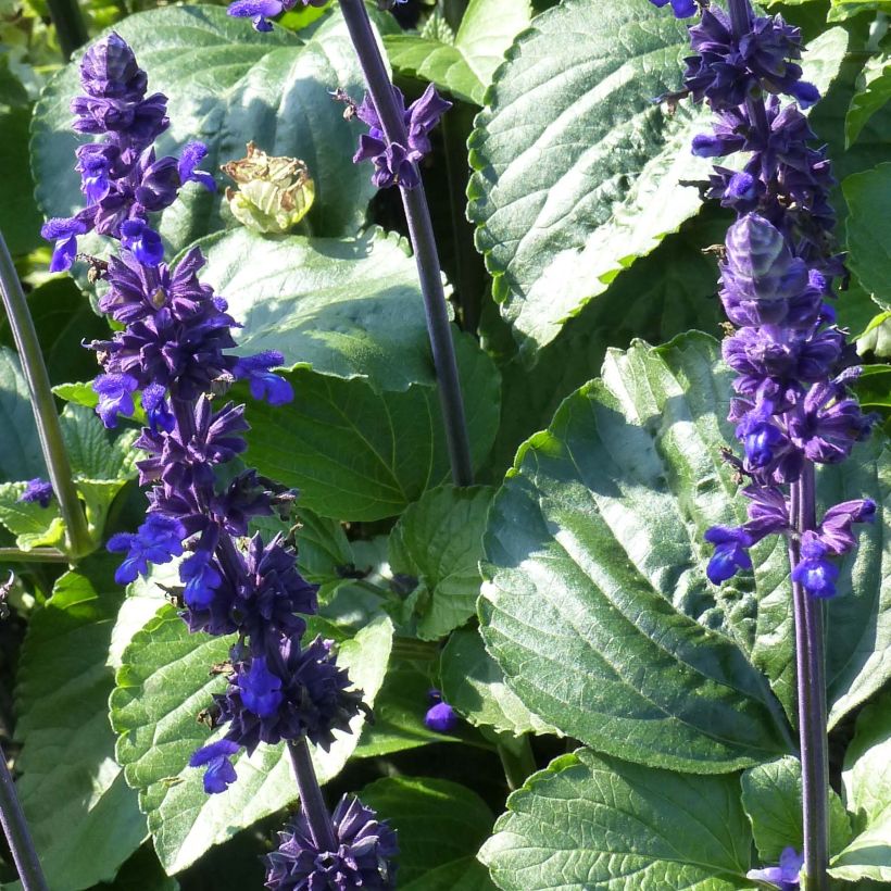 Salvia farinacea Big Blue (Foliage)