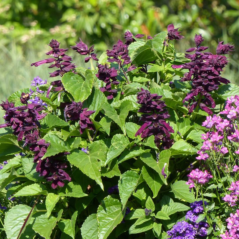 Salvia x spendens Gogo Purple (Plant habit)