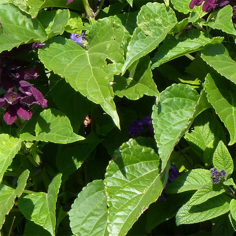 Salvia x spendens Gogo Purple (Foliage)