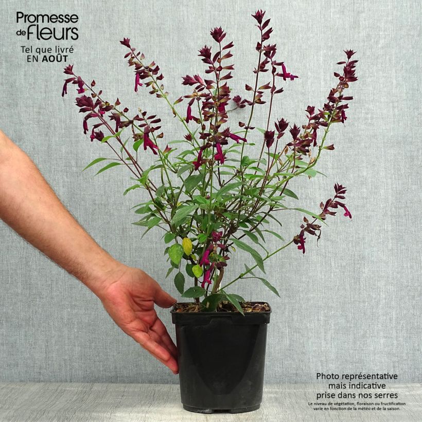 Salvia buchananii Love and Wishes 2L/3L pot sample as delivered in summer