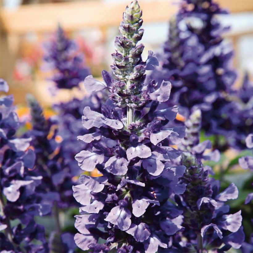 Salvia farinacea Mystic Spires Blue Improved (Flowering)