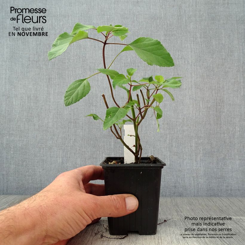 Salvia Wendys Wish 8/9 cm pot sample as delivered in autumn