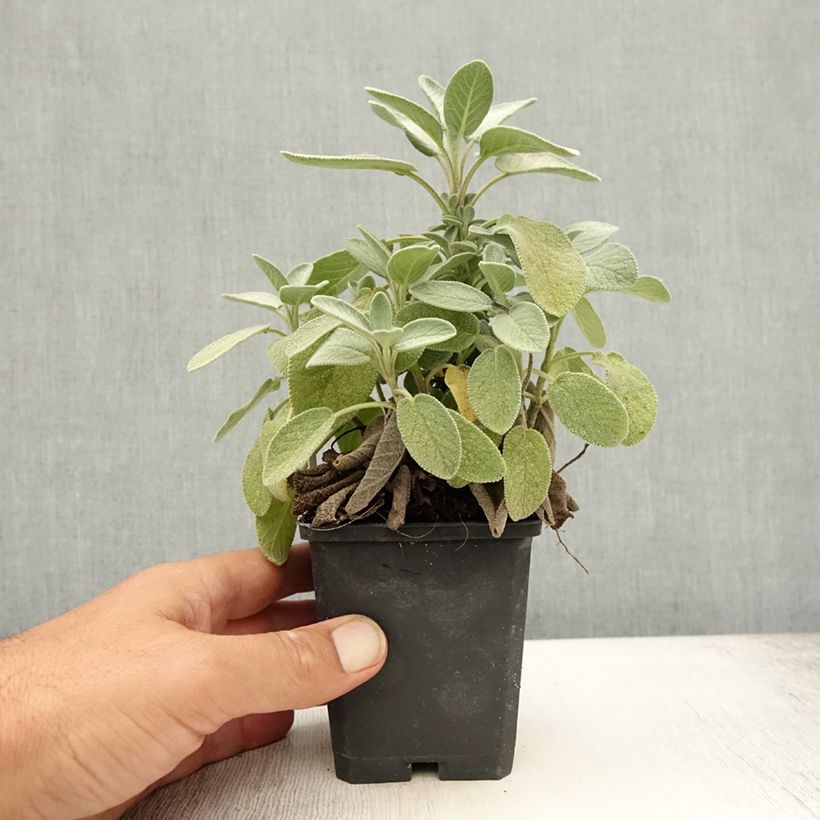 Salvia officinalis Berggarten 8/9 cm pot sample as delivered in summer