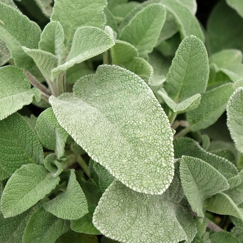 Salvia officinalis Maxima (Foliage)