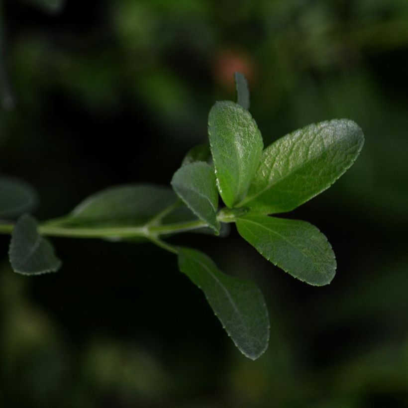 Salvia jamensis Melen (Foliage)