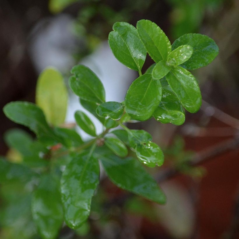 Salvia jamensis Pluenn (Foliage)