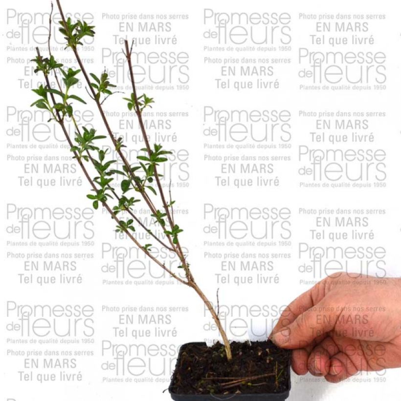 Example of Salvia jamensis Sierra San Antonio 8/9 cm potShipped height around 10/15cm specimen as delivered