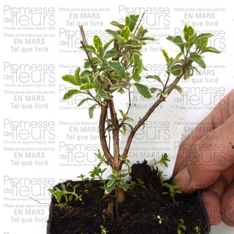 Example of Salvia greggii Caramba specimen as delivered