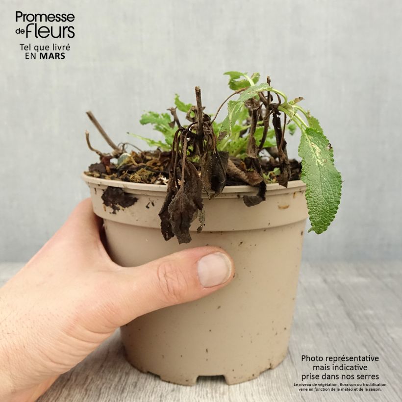 Salvia nemorosa Amethyst - Woodland Sage 2L/3L pot sample as delivered in spring