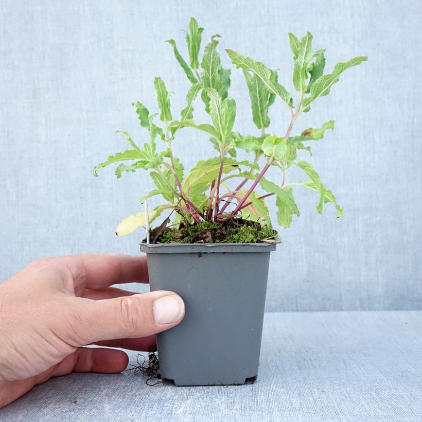Salvia nemorosa Caradonna Pink - Woodland Sage 8/9 cm pot sample as delivered in spring